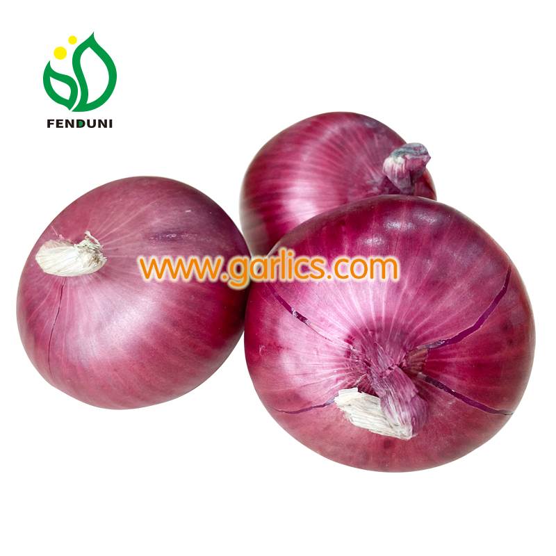 https://garlics.com/wp-content/uploads/2020/11/FENDUNI-onion20201119-2.jpg