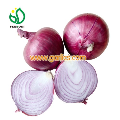 https://garlics.com/wp-content/uploads/2020/11/FENDUNI-onion20201119-4-500x500.jpg
