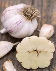 Softneck garlic varieties