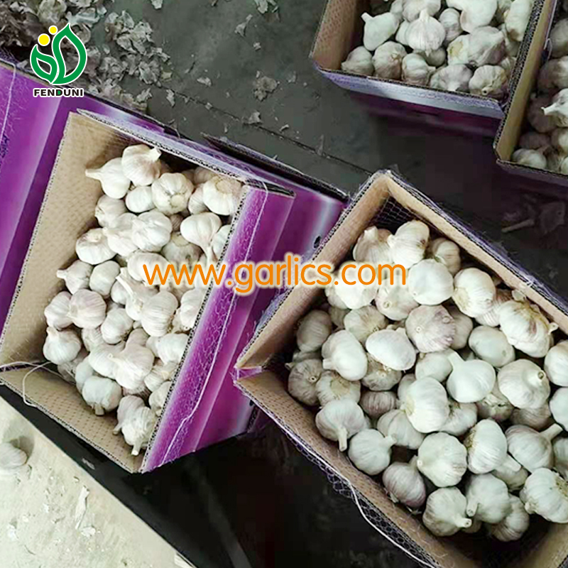 Garlic Production Plan_Chile
