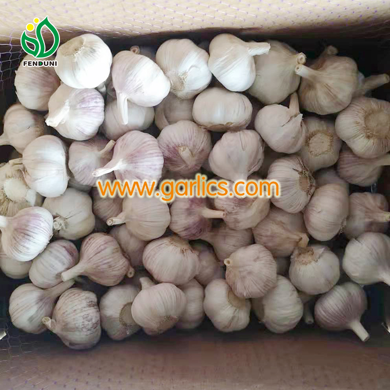 Buy Garlic Bulbs for Planting