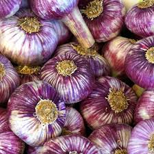 buy garlic bulbs for planting