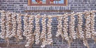 garlic strings for sale