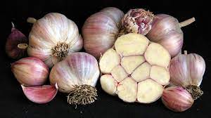 buy garlic bulbs for planting