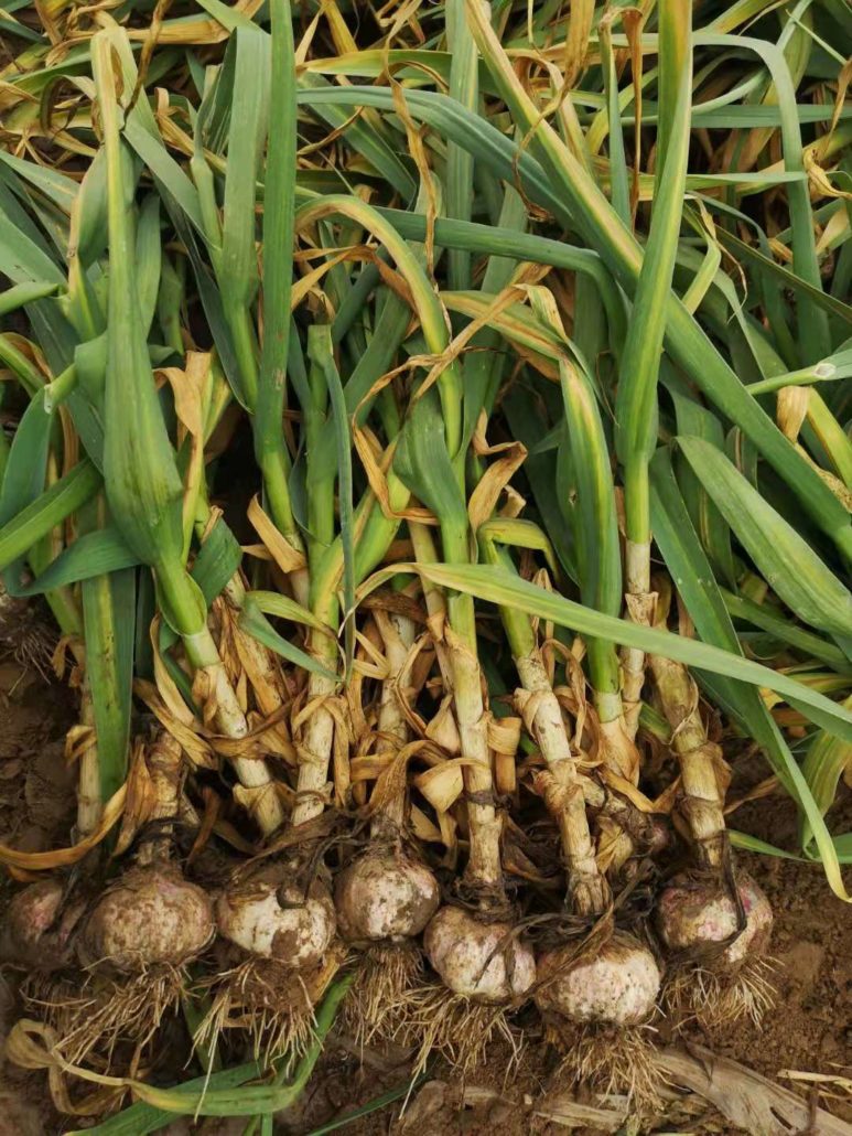 garlic wholesale bussiness
