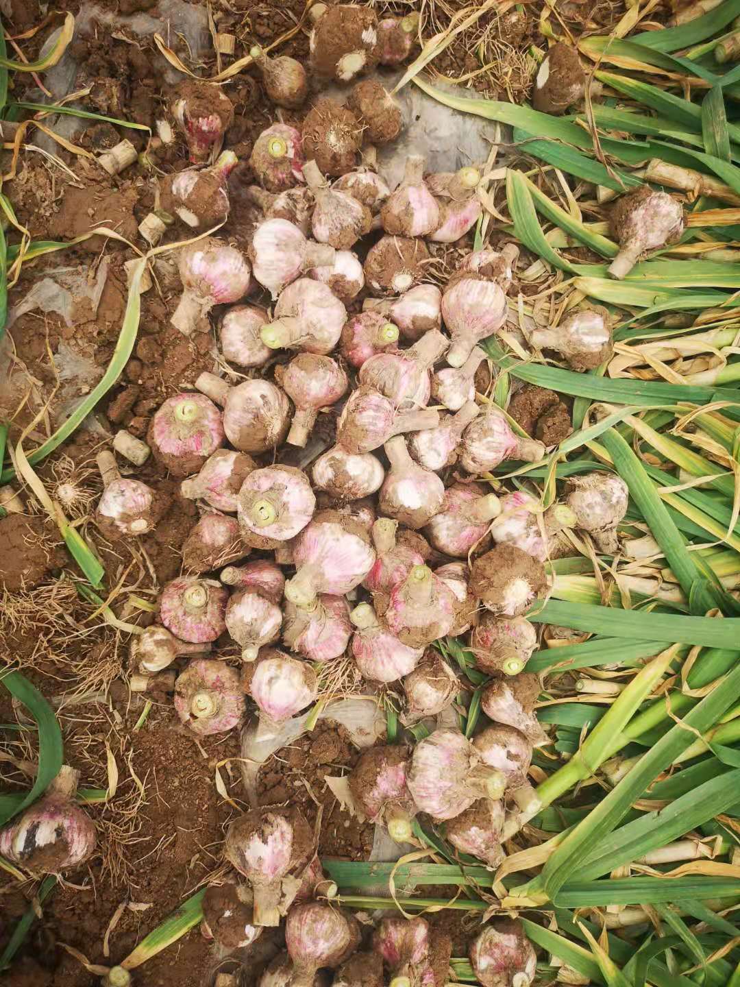 garlic wholesale bussiness