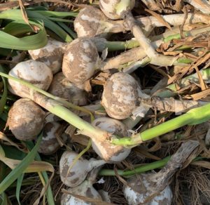 garlic wholesale