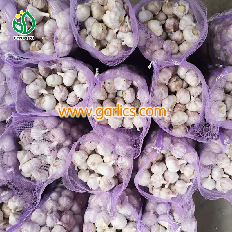 Garlic Buyers in Kenya