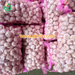 Garlic Wholesale Price in Chennai