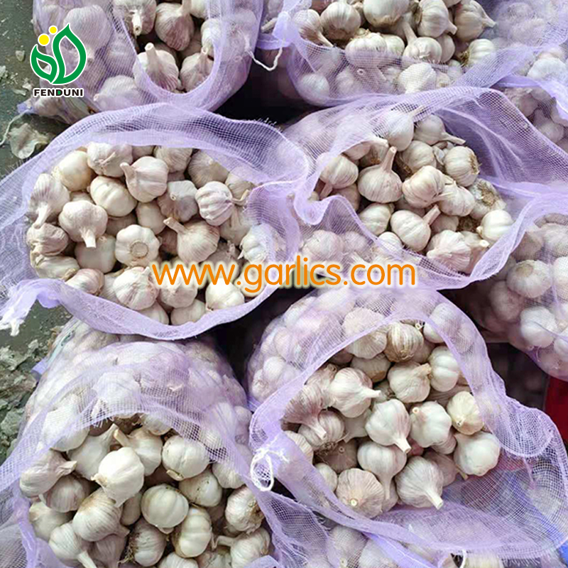 Garlic Wholesale Price in Chennai