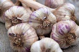 Early purple wight garlic