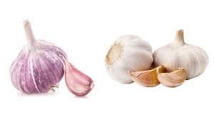 difference between purple garlic and white garlic