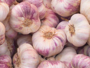 Early purple wight garlic