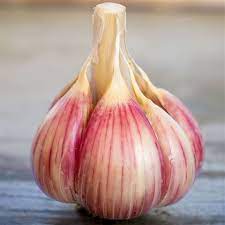 Killarney red garlic