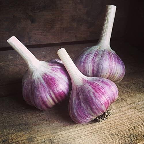 Chinese purple garlic
