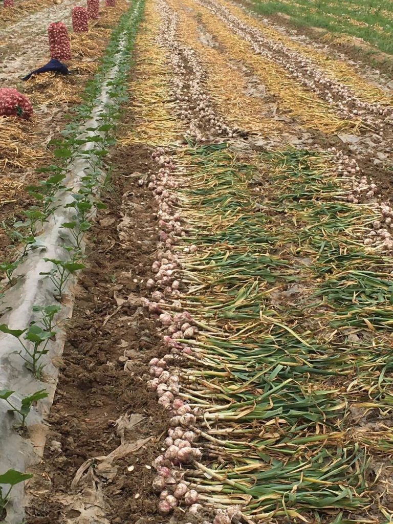 When Is Garlic Ready To Harvest Garlic Harvest Time   3 768x1024 