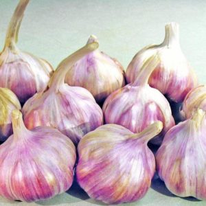 chinese purple garlic