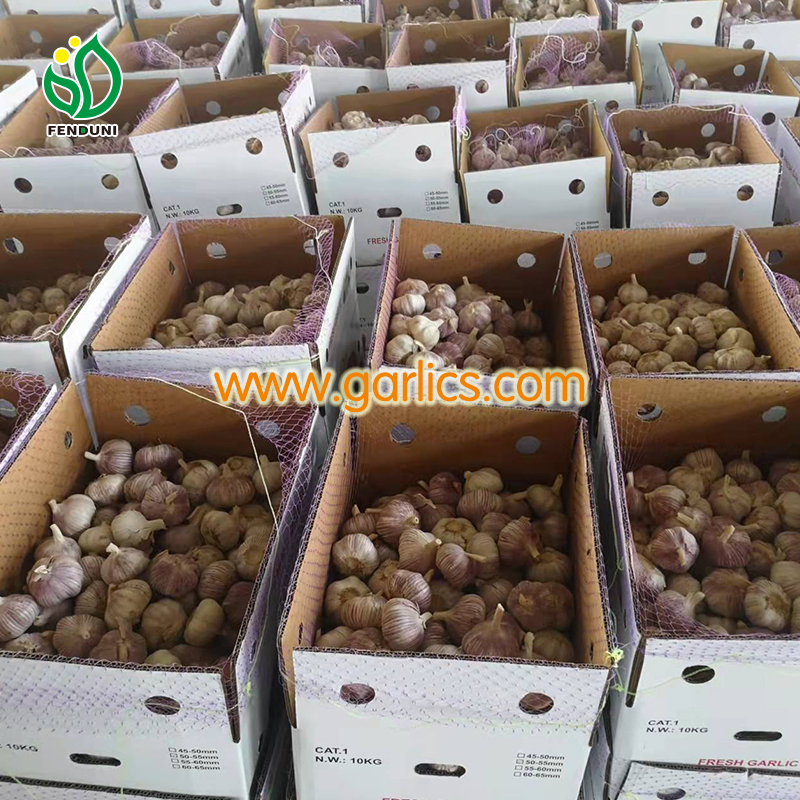 export China Garlic