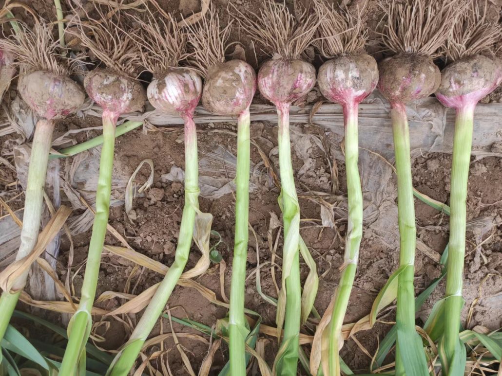 garlic how to grow