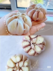 Softneck Garlic