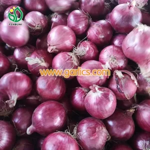 onion_supply