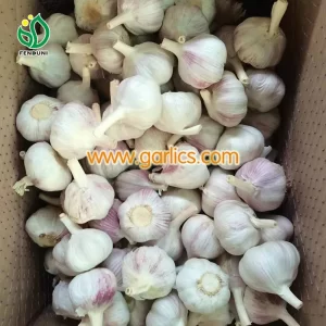 garlic_plan_china