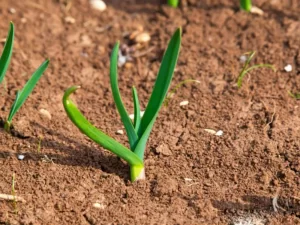 garlic_planting_soil