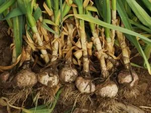 garlics_harvest