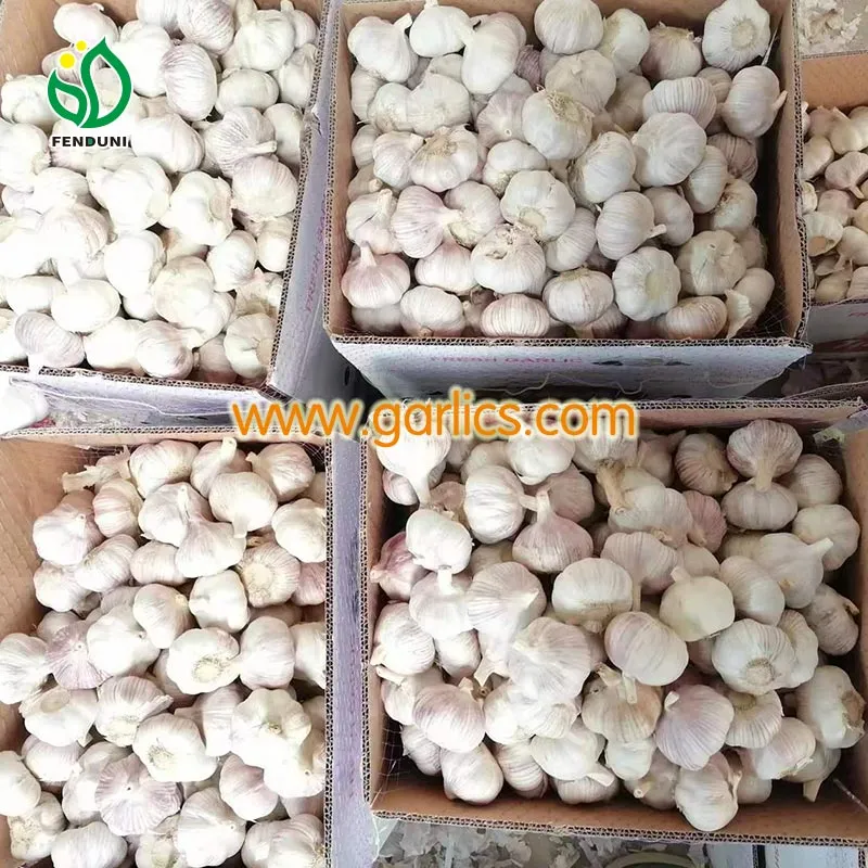 Garlic_Exporter_Wholesales_c