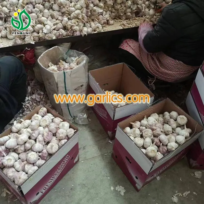 B_Wholesale_garlic