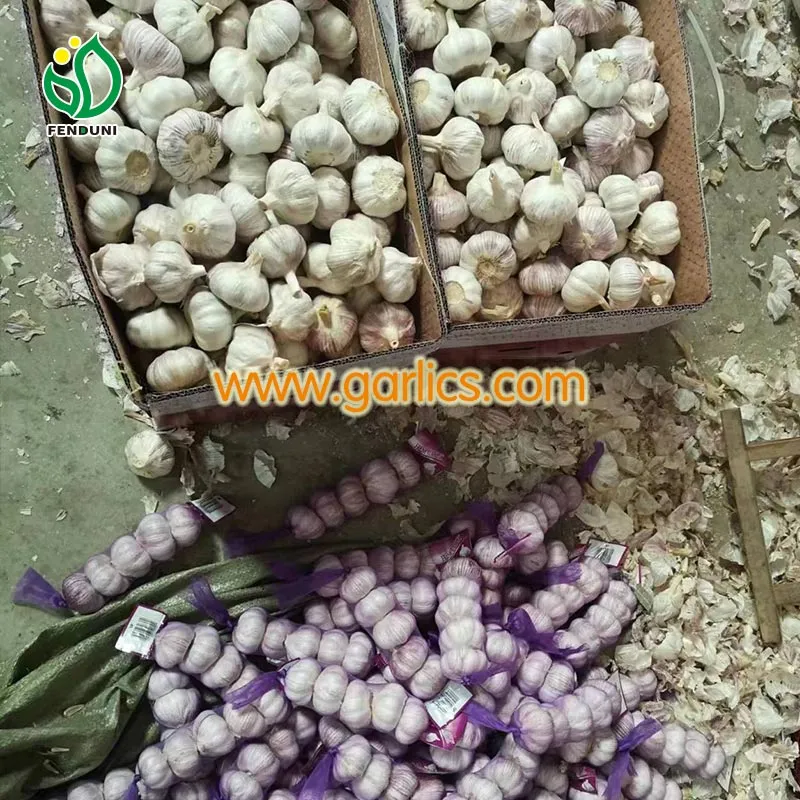 C_Wholesale_garlic