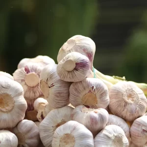 Chinese_garlic