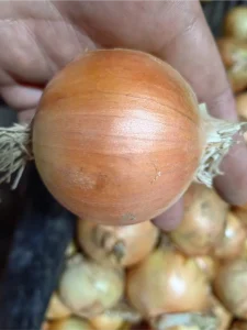 benefits_of_the_onion