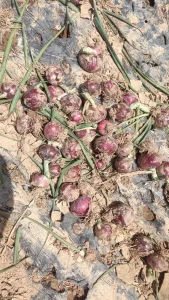 growing_onions