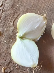 how_to_grow_onion_plant