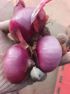 nutrients_of_red_onion