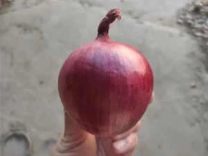 spring_onion_plants_growing