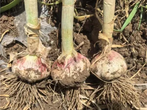 Pengelolaan Ladang Bawang Putih