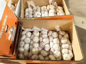 garlic exporters