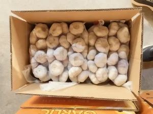 有機ニンニク卸売り
