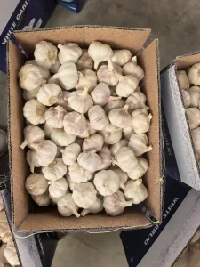 Sertifikasi bawang putih
