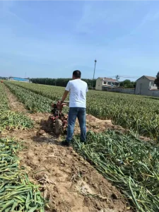 Garlic bulb lifting