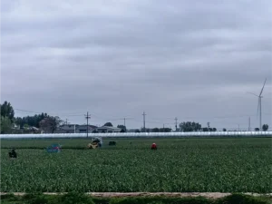 ニンニク大量注文