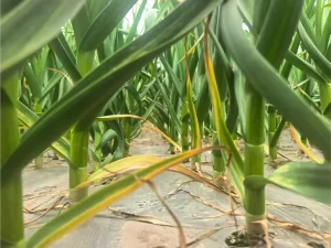 Garlic growing