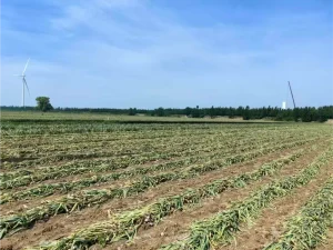 Garlic planting depth